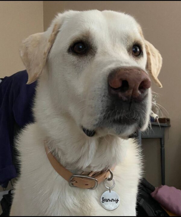 The Natural Dusty Collar – Full Grain Bridle Leather Dog Collar, Handmade in the USA - Image 7