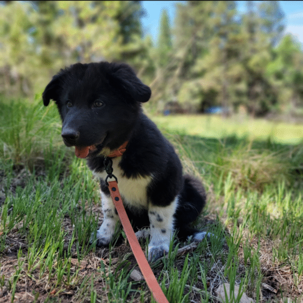 The Tan Dusty Leash – Full-Grain Bridle Leather Dog Leash, Handmade in the USA - Image 2