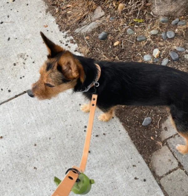 The Natural Dusty Leash – Full-Grain Bridle Leather Dog Lead, Handmade in the USA - Image 2