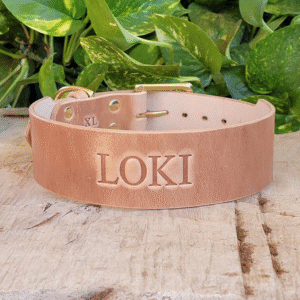 2 inch wide tapered leather dog collar – handmade full-grain bridle leather with heel bar buckle and solid brass hardware