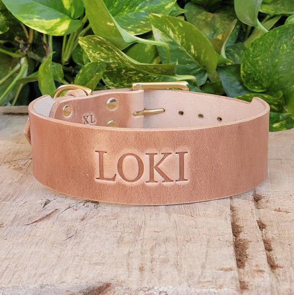 2 inch wide tapered leather dog collar – handmade full-grain bridle leather with heel bar buckle and solid brass hardware