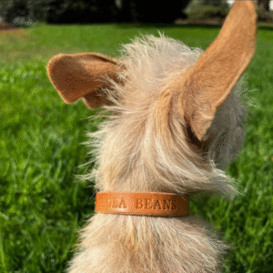 Little Dusty Tan leather dog collar with brass buckle, handmade in Texas